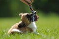 Chihuahua puppy play game with toy in woman hand