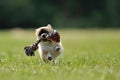 Chihuahua puppy play game with toy in woman hand