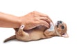 Chihuahua puppy play with hand Royalty Free Stock Photo