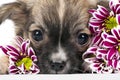 Chihuahua puppy portrait with pink flowers macro Royalty Free Stock Photo