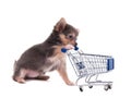 Chihuahua puppy pushing supermarket cart
