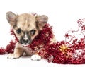 Chihuahua puppy with red Christmas tinsel