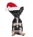 Chihuahua puppy with a santa claus hat, isolated on white Royalty Free Stock Photo