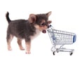 Chihuahua puppy and shopping cart Royalty Free Stock Photo