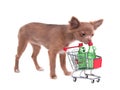 Chihuahua puppy with shopping cart