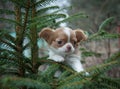 Chihuahua puppy on the tree