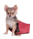 Chihuahua puppy sitting in gift bag Royalty Free Stock Photo