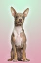 Chihuahua puppy sitting on a gradient colored background