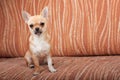 Chihuahua puppy sitting on sofa, 4 months old female Royalty Free Stock Photo