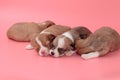 chihuahua puppy sleeping together Royalty Free Stock Photo