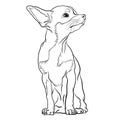 Chihuahua Puppy, small dog breed doodle style vector line illustration Royalty Free Stock Photo