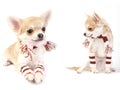 Chihuahua puppy with striped socks and scarf