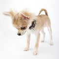 Chihuahua puppy with studded collar looking down