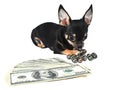 Chihuahua puppy Royalty Free Stock Photo