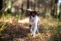 Chihuahua Puppy on a Sunlit Path Royalty Free Stock Photo