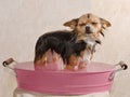 Chihuahua puppy taking a bath standing in bathtub