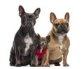 Chihuahua puppy and two French Bulldog isolated on white Royalty Free Stock Photo