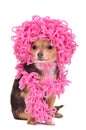 Chihuahua puppy wearing curly hat and scarf Royalty Free Stock Photo