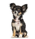 Chihuahua puppy wearing fancy collar, 3 months old Royalty Free Stock Photo