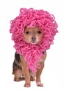Chihuahua puppy wearing funny pink wig
