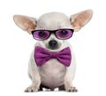 Chihuahua puppy wearing glasses and a bow tie