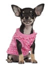 Chihuahua puppy wearing pink, 4 months old Royalty Free Stock Photo