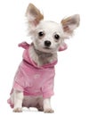 Chihuahua puppy wearing pink, 5 months old Royalty Free Stock Photo