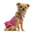 Chihuahua puppy wearing a pink shirt (6 months old) Royalty Free Stock Photo