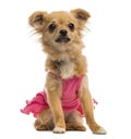 Chihuahua puppy wearing a pink shirt (6 months old) Royalty Free Stock Photo