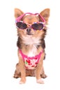 Chihuahua puppy wearing sunglasses and t-shirt