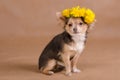 Chihuahua puppy wearing wreath of yellow flowers Royalty Free Stock Photo