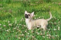 Chihuahua puppy among white clover flowers Royalty Free Stock Photo