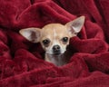 Chihuahua in red