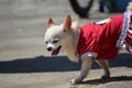 Chihuahua in Red Dress