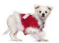 Chihuahua in red sweater, 17 months old Royalty Free Stock Photo