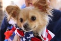 Chihuahua at rescue event wearing bandanna