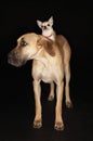 Chihuahua Riding On Great Dane