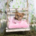 Chihuahua with a rose jacket on a rose pillow