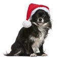 Chihuahua in Santa hat, 18 months old, sitting Royalty Free Stock Photo