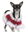 Chihuahua in Santa outfit, 7 months old Royalty Free Stock Photo