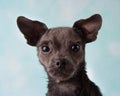 Chihuahua Shih Tzu Mix Portrait in Studio on a Blue and White Heart Background Face