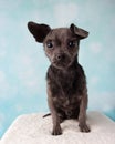 Chihuahua Shih Tzu Mix Portrait in Studio on a Blue and White Heart Background Sitting