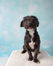 Chihuahua Shih Tzu Mix Portrait in Studio on a Blue and White Heart Background Sitting