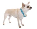 Chihuahua and shock collar Royalty Free Stock Photo