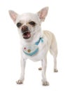 Chihuahua and shock collar Royalty Free Stock Photo