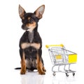 Chihuahua with shopping trolly isolated on white background Royalty Free Stock Photo