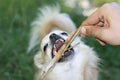 Chihuahua showing teeth