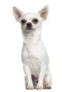 Chihuahua sitting