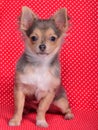 Chihuahua sitting against red polka-dot background Royalty Free Stock Photo