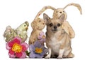 Chihuahua sitting with Easter stuffed animals